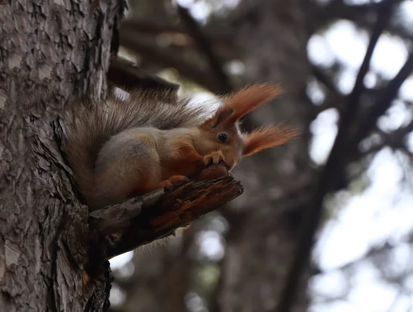 Cute Red Squirrel Eating Nut Tree Forest — Stock Photo, Image