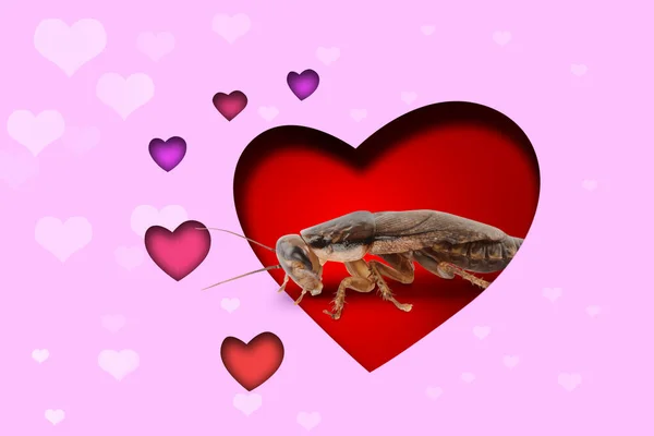 Valentine Day Promotion Name Roach Quit Bugging Cockroach Red Background — Stock Photo, Image