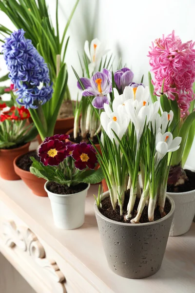 Különböző Gyönyörű Cserepes Virágok Asztalon Közel Fehér Fal — Stock Fotó