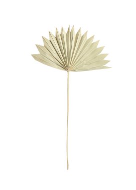 Beyaz palmiye ağaçlarının kuru yaprakları.