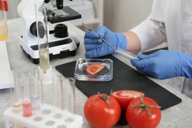 Bilimadamı domatesi laboratuvarda inceliyor, yakından. Gıda kalite kontrolü