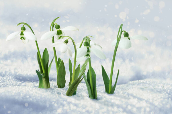 Beautiful tender spring snowdrops growing through snow 