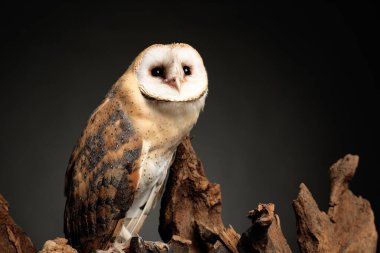 Gri arka plana karşı ağaçtaki güzel baykuş ahırı