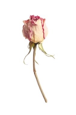 Güzel, kuru, beyaz bir gül çiçeği.