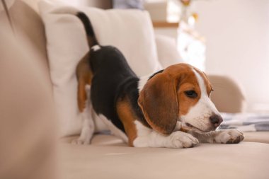 İçerideki kanepede oturan sevimli Beagle köpeği. Sevimli hayvan.