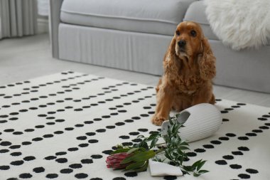 Kahverengi cocker spaniel köpek kırık vazonun yanında oturuyor ve oturma odasında çiçekler var.