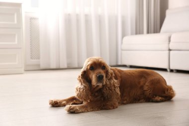 Tatlı Cocker Spaniel köpeği sıcak zeminde yatıyor, mesaj için yer var. Isıtma sistemi