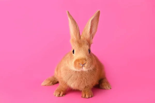 粉红背景的可爱兔子复活节标志 — 图库照片