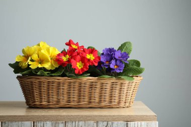 Tahta masada hasır sepetin içinde güzel primula çiçekleri. Bahar çiçekleri.