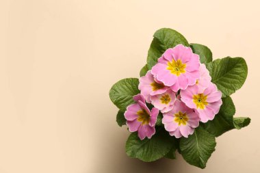 Bej arka planda güzel pembe primula (primrose) çiçeği, metin için yeri olan üst manzara. Bahar çiçekleri.