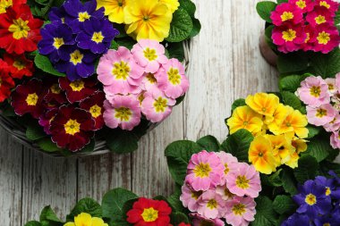 Primrose Primula Vulgaris çiçekleri beyaz ahşap arka planda, üst manzara. Bahar mevsimi