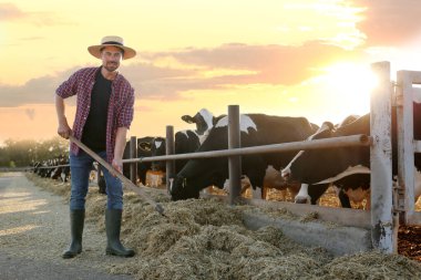 Çiftlikte kürekle çalışan bir işçi. Hayvancılık.