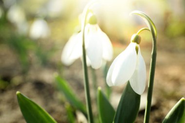 Güneşli bir günde açık havada güzel, yumuşak kar damlaları, yakın çekim. İlk bahar çiçekleri