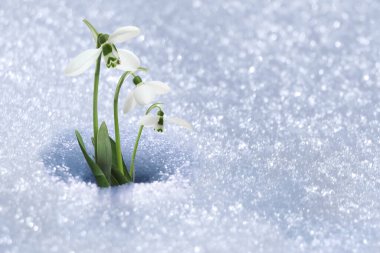 Karda büyüyen güzel, yumuşak bahar kar damlaları, metin için alan 