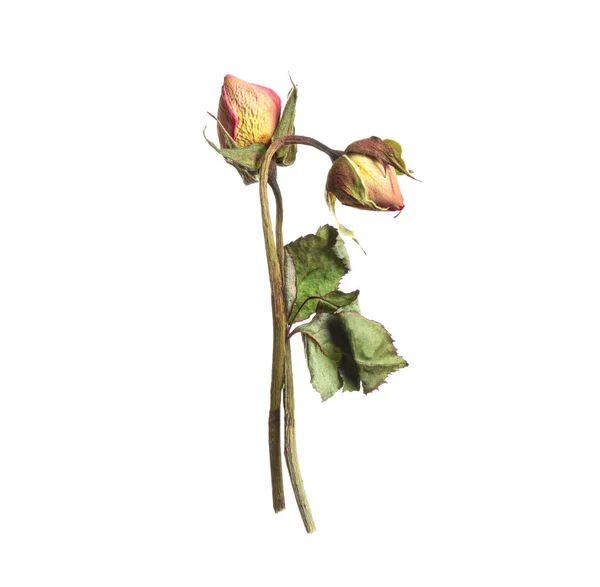 Hermosas Flores Rosas Secas Sobre Fondo Blanco —  Fotos de Stock