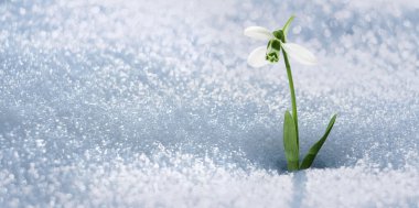 Karda büyüyen güzel, yumuşak bahar kar damlası, metin için yer. Pankart tasarımı 