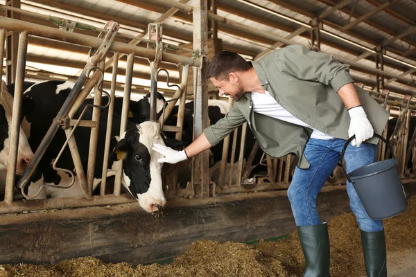Worker stroking cow on farm. Animal husbandry
