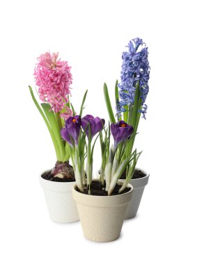 Beyaz arka planda farklı güzel saksı çiçekleri