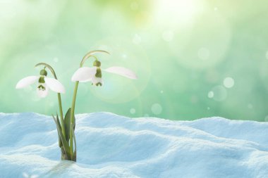 Güneşli bir günde açık havada güzel, yumuşak kar damlaları, mesaj için yer. İlk bahar çiçekleri