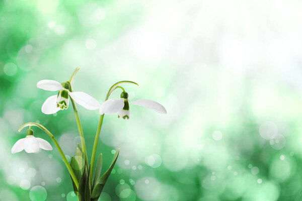 Нежные подснежники на улице в солнечный день, место для текста. Первые весенние цветы