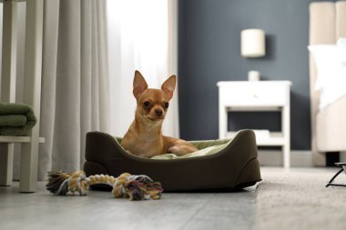 Odada uyuyan şirin bir Chihuahua köpeği. Evcil hayvan dostu otel