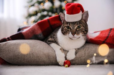 Noel Baba şapkası takan sevimli kedi Noel için süslenmiş odada ekoseyle kaplanmış.