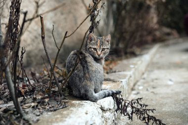 Dışarıda yalnız başıboş bir kedi. Evcil hayvan sorunu