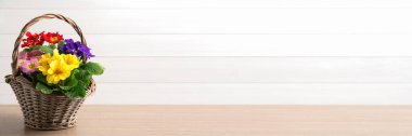 Tahta masada hasır sepetin içinde güzel bahar primula (çuha çiçeği) çiçekleri, yazı için yer. Pankart tasarımı