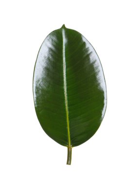 Ficus elastica bitkisinin taze yeşil yaprağı beyaza izole edilmiş.