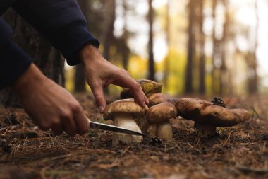 Sonbahar ormanlarında mantar toplayan adam, yakın plan.