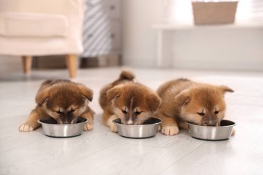 Sevimli Akita Inu yavruları içeride yemek kaselerinden yiyorlar.