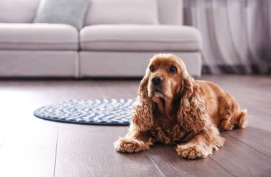 Tatlı Cocker Spaniel köpeği sıcak zeminde yatıyor, mesaj için yer var. Isıtma sistemi