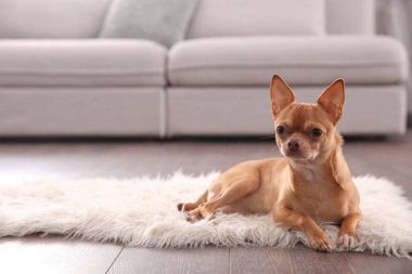 Şirin Chihuahua köpeği sıcak zeminde yatıyor, mesaj için yer var. Isıtma sistemi