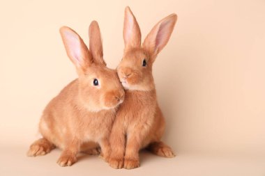 Bej arka planda sevimli tavşanlar, mesaj için yer. Paskalya sembolü