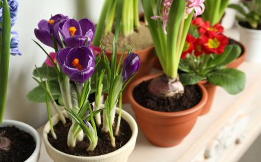 Beyaz duvarın yanındaki masada farklı güzellikte saksılar var.