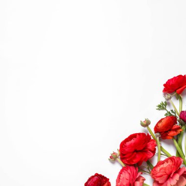 Beyaz arka planda güzel ranunculus çiçekleri, üst manzara
