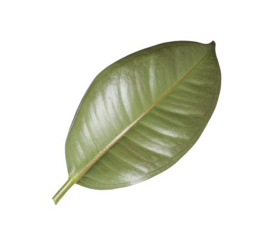 Ficus elastica bitkisinin taze yeşil yaprağı beyaza izole edilmiş.