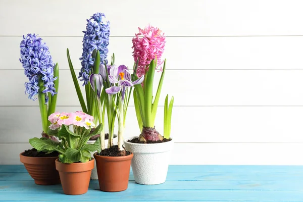 Diferentes Hermosas Flores Maceta Mesa Madera Azul Claro Espacio Para — Foto de Stock