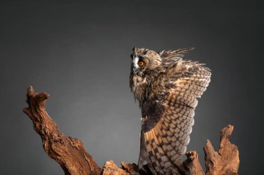 Ağaçtaki güzel baykuş gri arka planda. Yırtıcı kuş