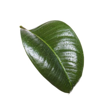 Ficus elastica bitkisinin taze yeşil yaprağı beyaza izole edilmiş.
