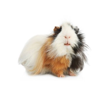 Beyaz arka planda sevimli bir kobay. Sevimli hayvan