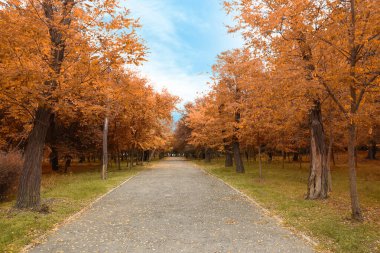 Güzel ağaçlarla dolu güzel bir park manzarası. Sonbahar mevsimi