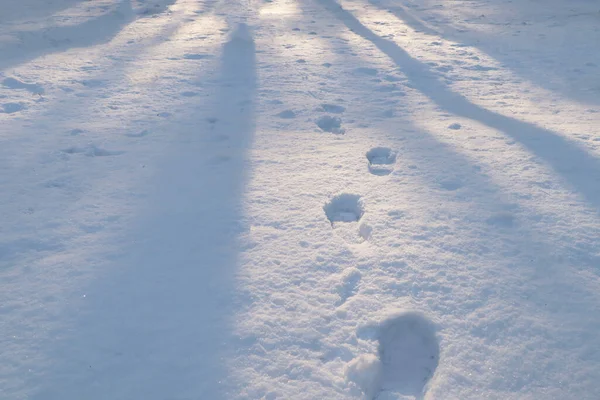 Footprints in white snow outdoors. Winter season