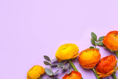 Açık mor arkaplanlı güzel ranunculus çiçekleri, düz uzanmış. Metin için boşluk