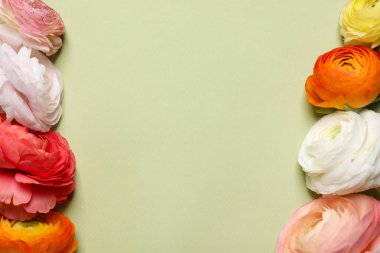Hafif arka planda güzel ranunculus çiçekleri, düz yatış. Metin için boşluk