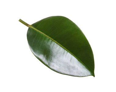 Ficus elastica bitkisinin taze yeşil yaprağı beyaza izole edilmiş.