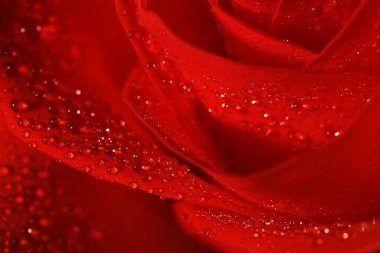 Arkaplan olarak çiğ damlaları ile güzel açan kırmızı gülün yakın görüntüsü