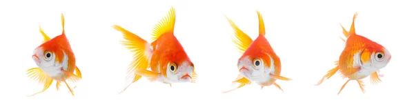 Красива Яскрава Маленька Золота Рибка Білому Тлі Колаж Дизайн Прапора — стокове фото