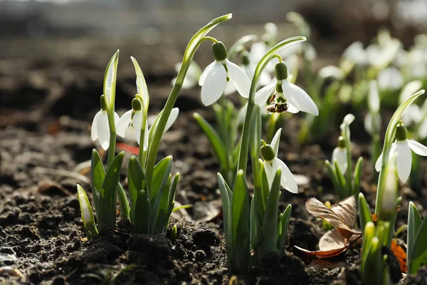 Dışarıda yetişen güzel kar damlaları. Erken bahar çiçekleri