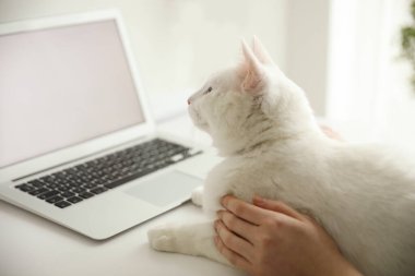 Sevimli beyaz kedi dizüstü bilgisayarın yanında yatıyor ve sahibinin dikkatini dağıtıyor.